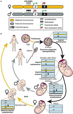 Aberrations of Genomic Imprinting in Glioblastoma Formation